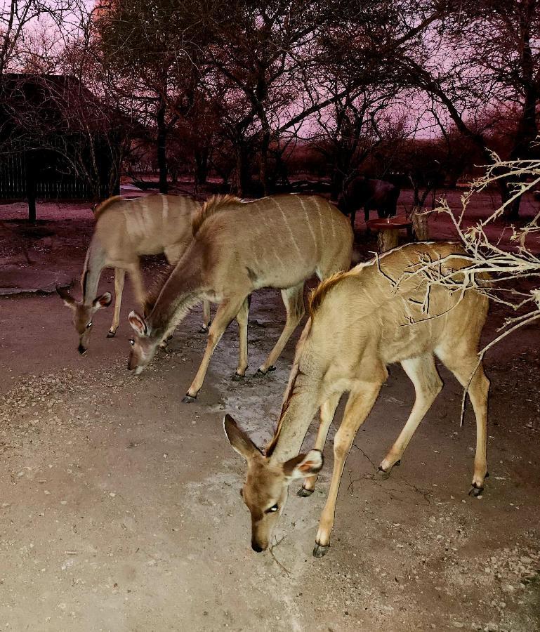 Kudus Crest Bush Retreat Lägenhet Marloth Park Exteriör bild