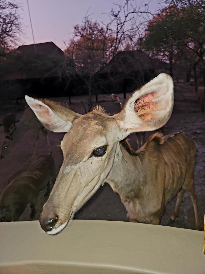 Kudus Crest Bush Retreat Lägenhet Marloth Park Exteriör bild
